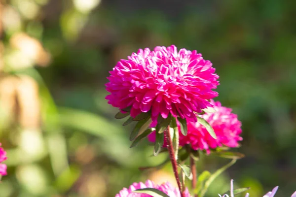Flores Otoño Brillante Naturaleza Paisaje —  Fotos de Stock