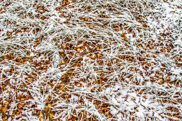 Hierba Verde Alta Nieve —  Fotos de Stock