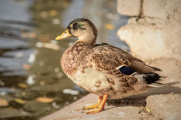 Pato Selvagem Perto Natureza Água — Fotografia de Stock