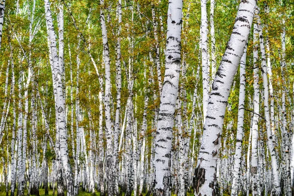黄桦树林 晚秋自然景观 — 图库照片