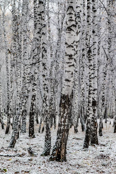 Zimní První Sníh Březová Lesní Krajina — Stock fotografie