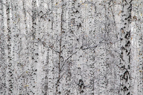 Inverno Primeira Neve Bétula Floresta Paisagem — Fotografia de Stock