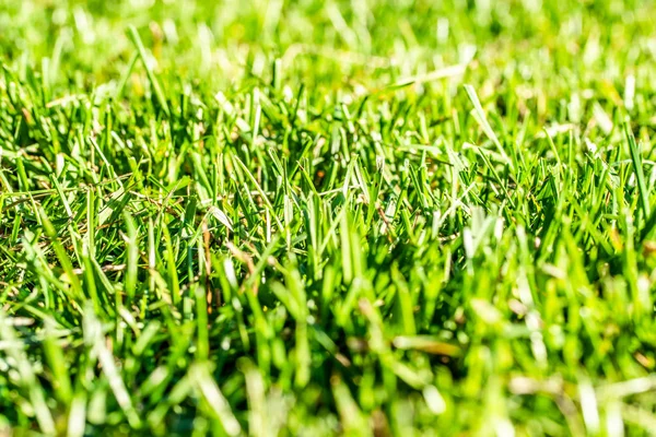 Green Grass Background Focus Center — Stock Photo, Image