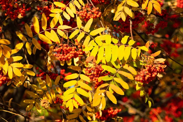 Autumn Tree Ashberry Bright Colors Nature — Stock Photo, Image