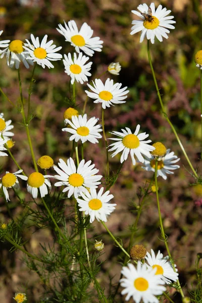カモミールの花フィールド風景 — ストック写真