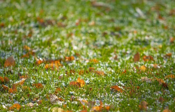 Verde Erba Neve Offuscata Sfondo Bokeh — Foto Stock