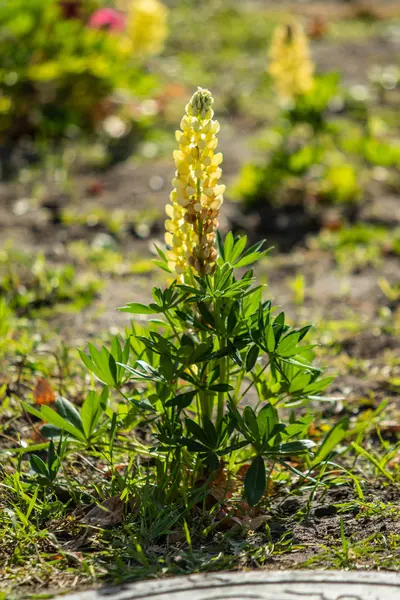 ルピナスの花が緑の葉自然と明るい — ストック写真