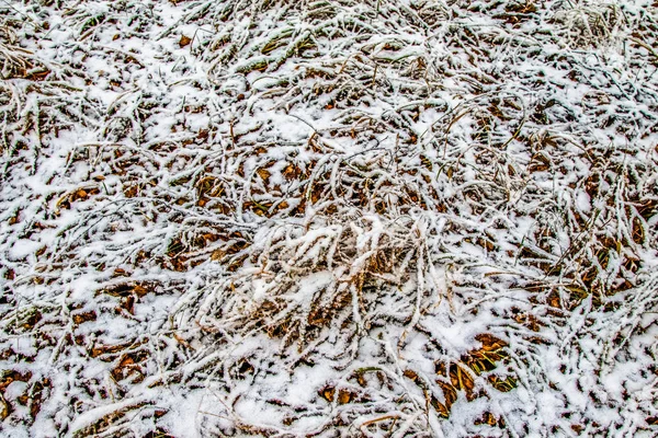 Autumn Leaves Grass Snow — Stock Photo, Image