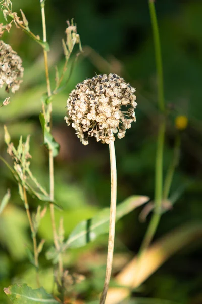 Ξηρό Σκόρδο Λουλούδι Κεφάλι Φύση — Φωτογραφία Αρχείου