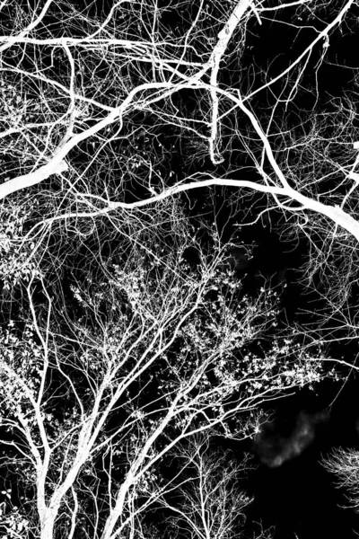 Branches Arbre Silhouette Blanche Sur Fond Noir — Photo