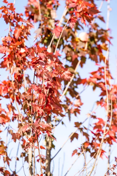自然の秋の木ナナカマドの明るい色 — ストック写真