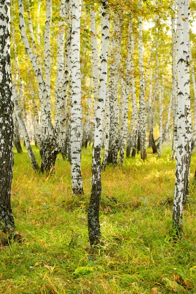 黄色の白樺の森 後半秋自然風景 — ストック写真