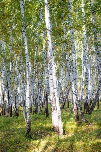 Foresta Betulle Gialle Paesaggio Naturale Fine Autunno — Foto Stock