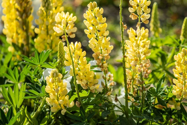 ルピナスの花が緑の葉自然と明るい — ストック写真