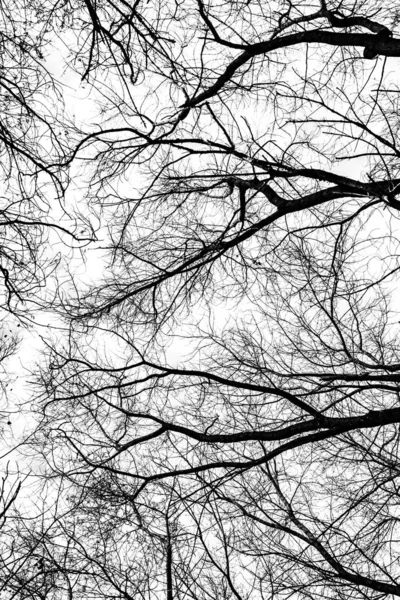 Silueta Ramas Árbol Sobre Fondo Blanco — Foto de Stock