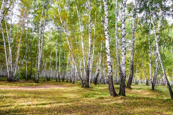 yellow birch forest, late autumn nature landscape