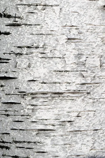 Casca Vidoeiro Textura Fundo — Fotografia de Stock