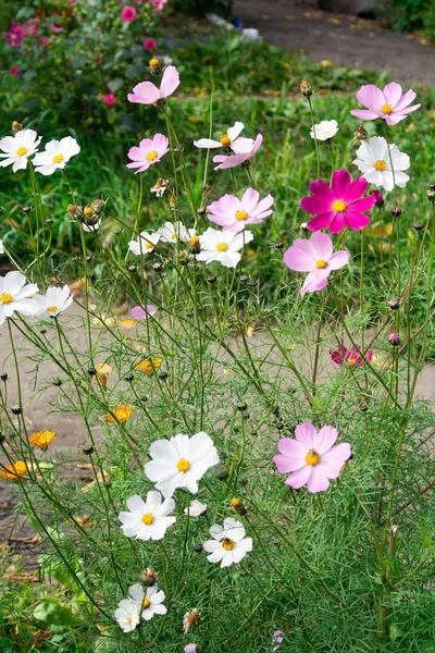 Cosmos Flowers Nature Close Landscape — Stock Photo, Image