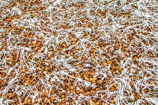 Feuilles Automne Herbe Dans Neige — Photo