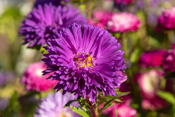 Flores Otoño Brillante Naturaleza Paisaje —  Fotos de Stock