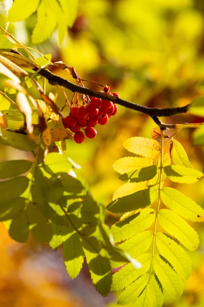 Autunno Albero Ashberry Colori Vivaci Della Natura — Foto Stock