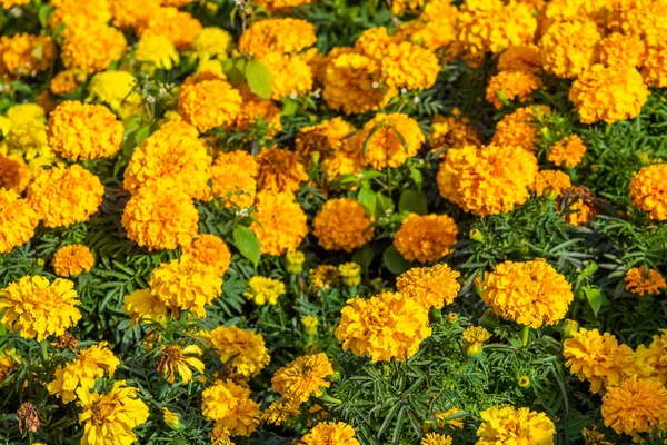 Tagetes Kleine Bloemen Veel — Stockfoto