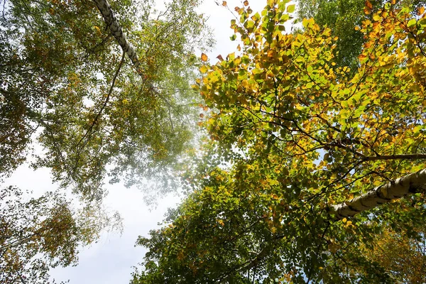 Вид Березовий Ліс Небо Осінь Природа — стокове фото