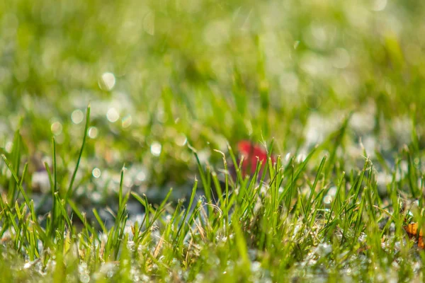 Green Grass Snow Blurred Background Bokeh — Stock Photo, Image