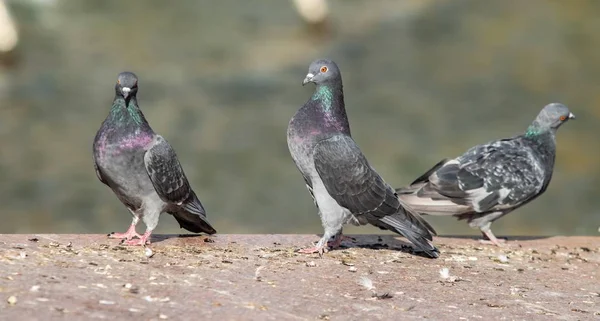 Wilde Taube Natur Stadt — Stockfoto