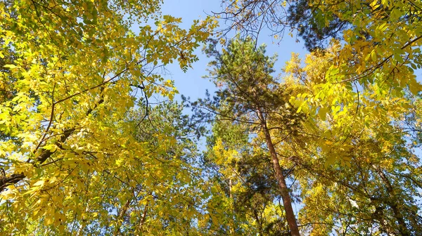 ツリー ビューの下から葉空 秋の風景に — ストック写真