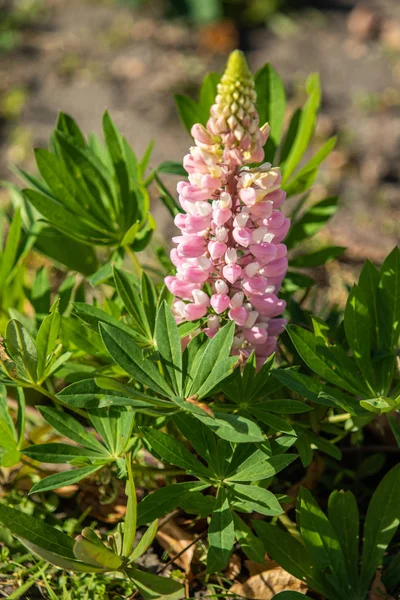 Lupinus Flores São Brilhantes Com Natureza Folhagem Verde — Fotografia de Stock