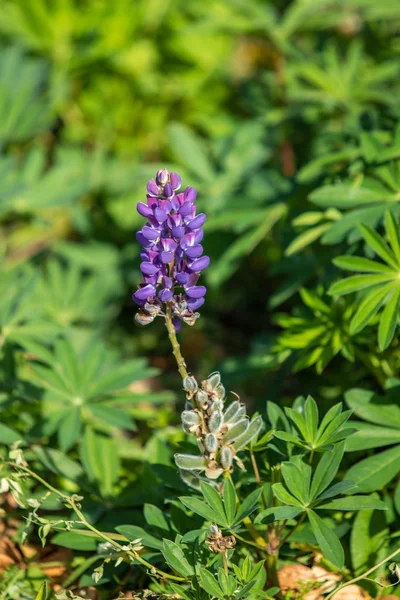 Lupinus — 스톡 사진