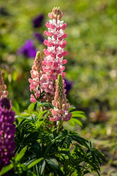 Lupinus Λουλούδια Είναι Φωτεινά Πράσινο Φύλλωμα Φύση — Φωτογραφία Αρχείου