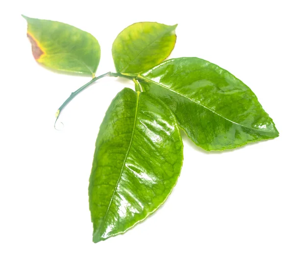 Green Leaf White Background — Stock Photo, Image