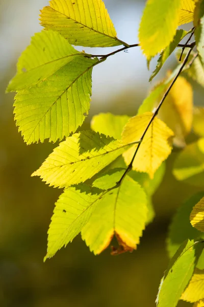 Autunno Foglie Gialle Verdi Primo Piano Paesaggio — Foto Stock