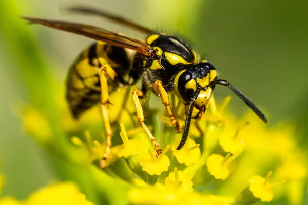 Abeja Una Flor Primavera Amarilla — Foto de Stock