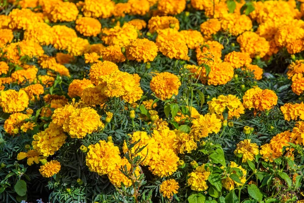Marigolds Kis Virágok Sok — Stock Fotó