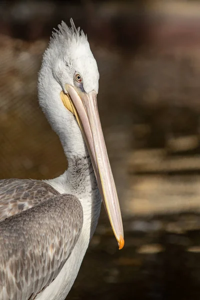 Vogel Pelikan Nahe Wasser Natur — Stockfoto