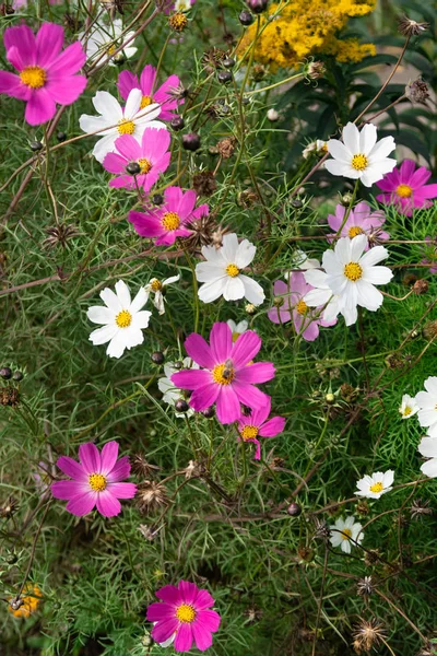 Cosmos Flores Naturaleza Primer Plano Paisaje — Foto de Stock