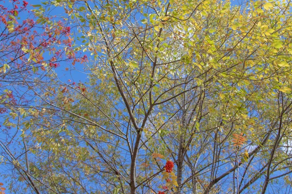 Jesienią Gałęzie Drzewa Widok Niebo — Zdjęcie stockowe