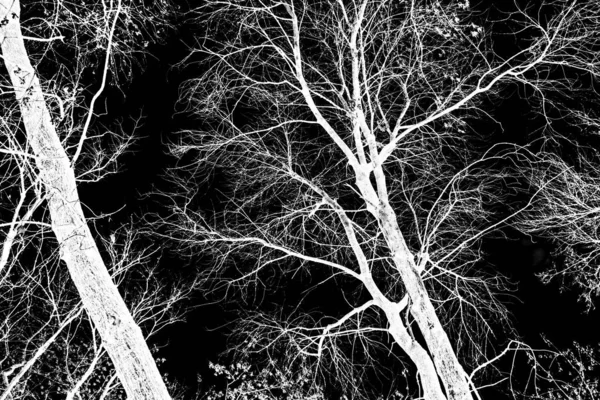 Árvore Ramos Silhueta Branca Fundo Preto — Fotografia de Stock