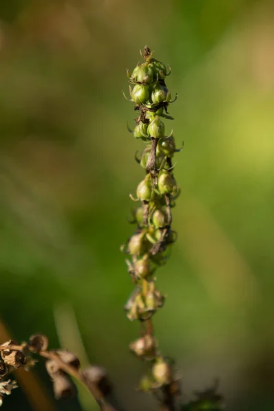 Trockener Knoblauch Blütenkopf Natur — Stockfoto