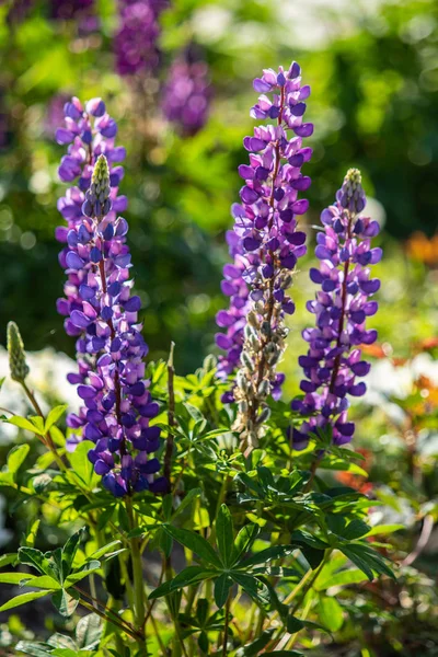 Les Fleurs Lupin Sont Lumineuses Avec Feuillage Vert Nature — Photo