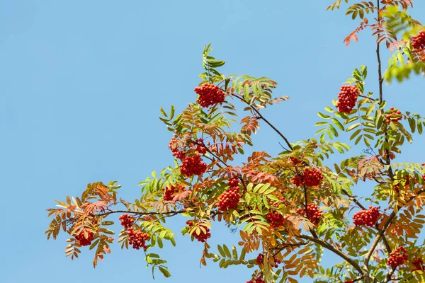 Herbst Baum Esche Leuchtende Farben Der Natur — Stockfoto