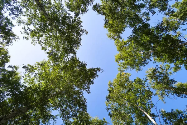 Birch Forest View Sky — Stock Photo, Image