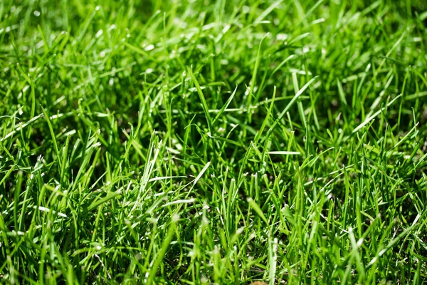 Зеленая Трава Размытым Фоном Боке — стоковое фото