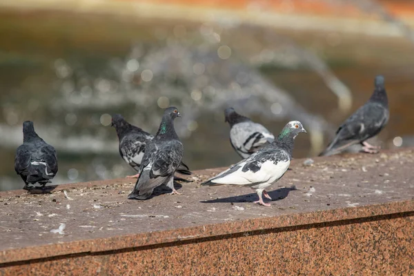 野鳩自然都市 — ストック写真