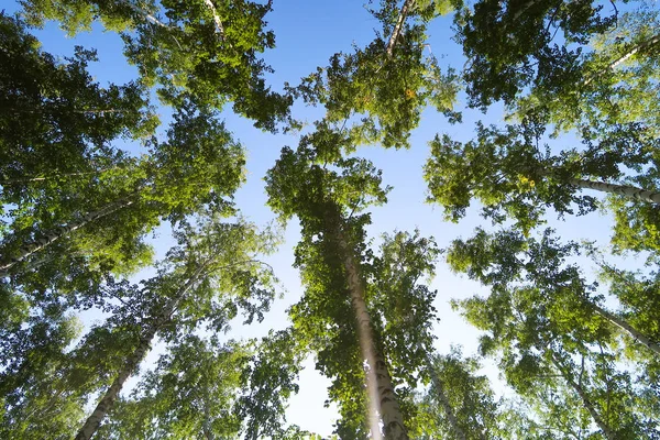 Abedul Vista Del Bosque Desde Abajo Cielo —  Fotos de Stock