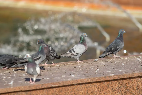 Wilde Duif Natuur Stad — Stockfoto