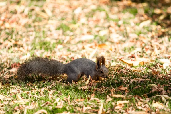 Eichhörnchen Herbstwald Auf Dem Gras — Stockfoto